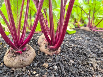 Petrichor Ag - Growing Ventures in Agriculture